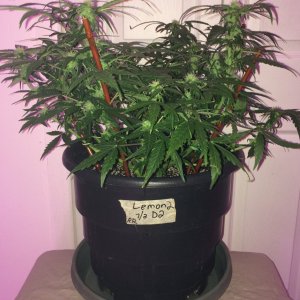 Lemon2 OG Haze Wk8 Flwr9