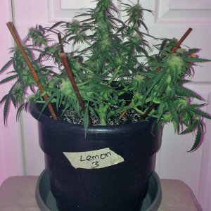 Lemon3 OG Haze Wk8 Flwr22