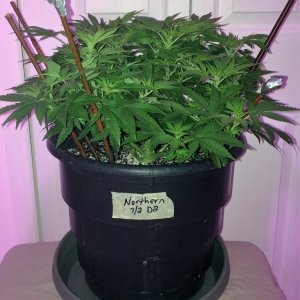 Northern Lights Wk8 Flwr9