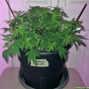 Northern Lights Wk8 Flwr9