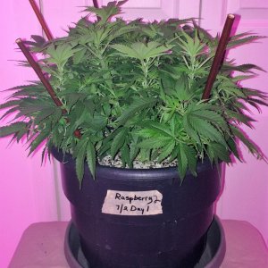 Raspberry2 Cough Wk8 Flwr1