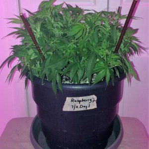 Raspberry2 Cough Wk8 Flwr1