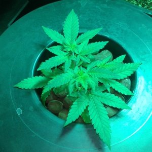 critical kush dwc