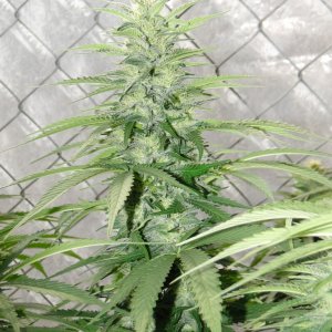 Organic Grand Daddy Purple x AK-47 in Flowering