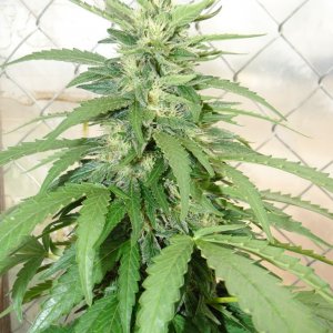 Organic Sour Diesel x OG Kush x Hindu Kush in Flowering (Pheno #1)