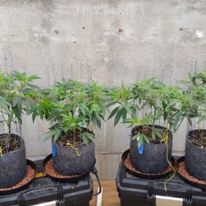 Offgrid grow