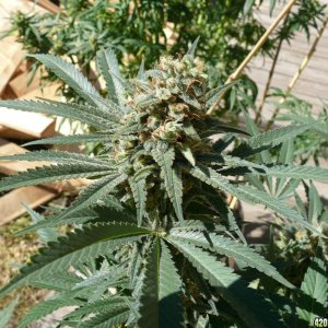 h00ks Hillbilly Grow 2016