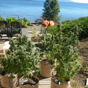 h00ks Hillbilly Grow 2016