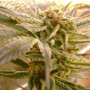 h00ks Hillbilly Grow 2016