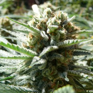 h00ks Hillbilly Grow 2016