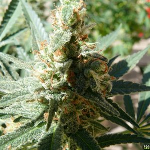 h00ks Hillbilly Grow 2016