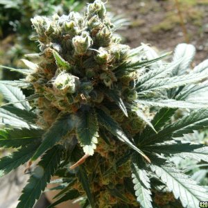 h00ks Hillbilly Grow 2016