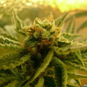 h00ks Hillbilly Grow 2016