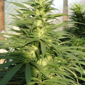 Organic G.D.P. x AK-47 in Flowering