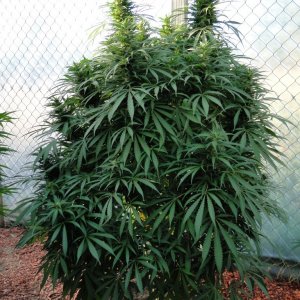 Organic G.D.P. x AK-47 in Flowering