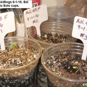 AK 48 seedlings