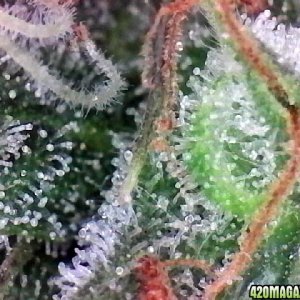 Lemon OG Haze Week 8 Flowering Day 33 Trichomes