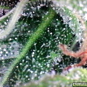 Lemon OG Haze Week 8 Flowering Day 33 Trichomes