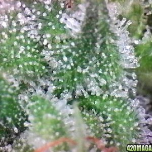 Lemon OG Haze Week 8 Flowering Day 33 Trichomes