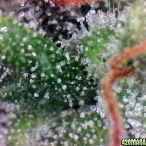 Lemon OG Haze Week 8 Flowering Day 33 Trichomes