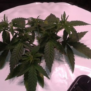 critical kush dwc