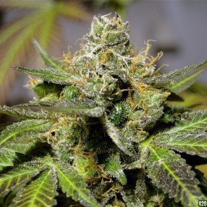 Organic G.D.P. x Bubba Kush