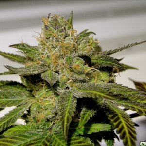 Organic G.D.P. x AK-47