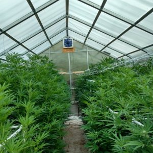 My new MMJ greenhouse