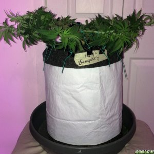 Raspberry1 Cough Sativa Week 8