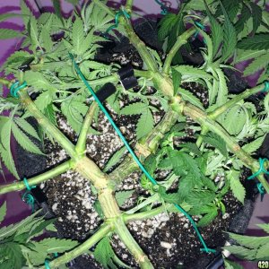 Raspberry1 Cough Sativa Week 8