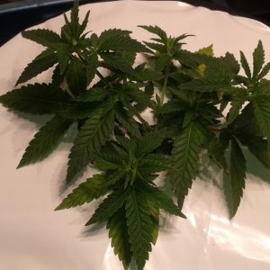 critical kush dwc