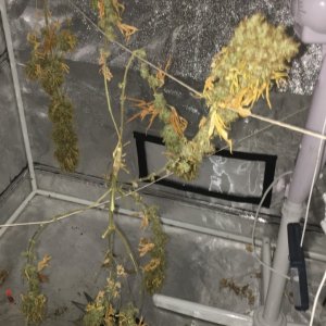 White Strawberry Skunk remaining harvest to trim