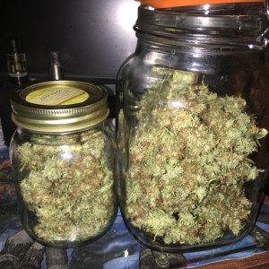 White Strawberry Skunk Half Harvest jarred to cure