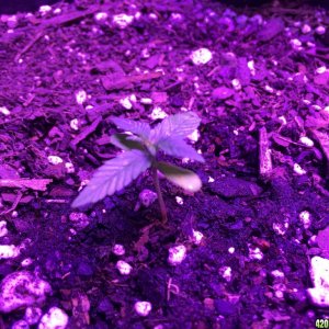 SugarX's 1st Grow 002