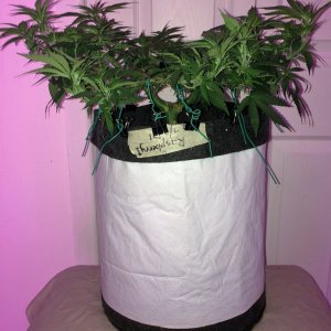 Raspberry1 Cough Sativa Week9 Flowering Day 2