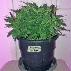 Raspberry2 Cough Sativa Week 9 Flowering Day 8