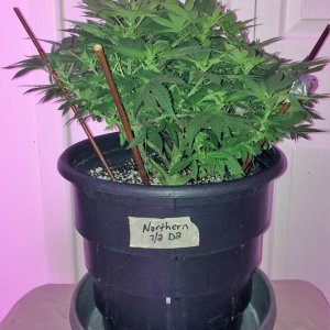 Northern Lights Week 9 Flowering Day 16