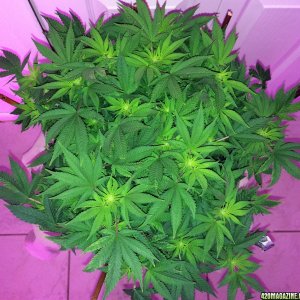 Northern Lights Week 9 Flowering Day 16