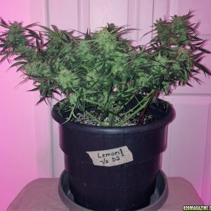 Lemon1 OG Haze Week 9 Flowering Day 35