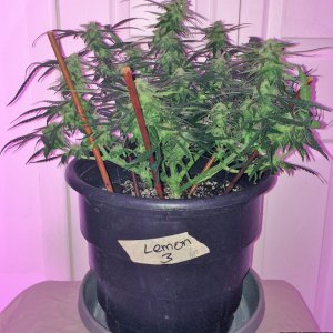 Lemon3 OG Haze Week 9 Flowering Day 29