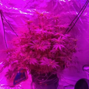 3 weeks into flower