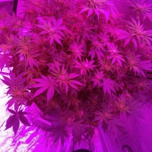 3 weeks into flower