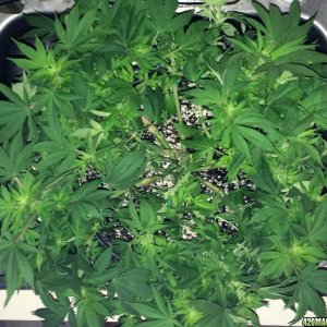 Northern Lights Week 9 Flowering Day 17