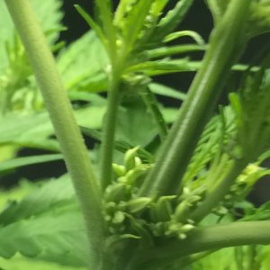 Sativa Male signs?