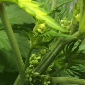 Sativa Male signs?