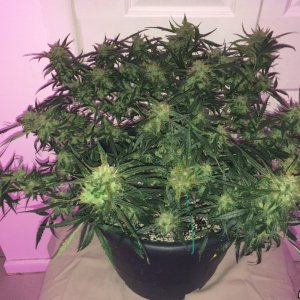 Lemon1 OG Haze Week 9 Flowering Day 37