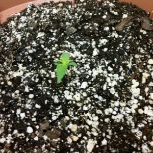 cfl grow