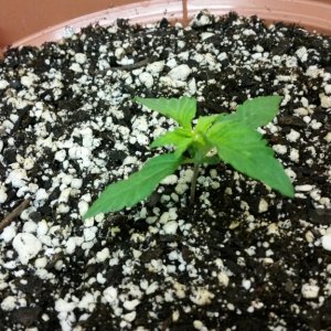 cfl grow