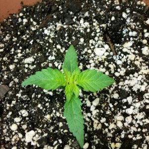 cfl grow