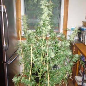 h00ks Hillbilly Grow 2016